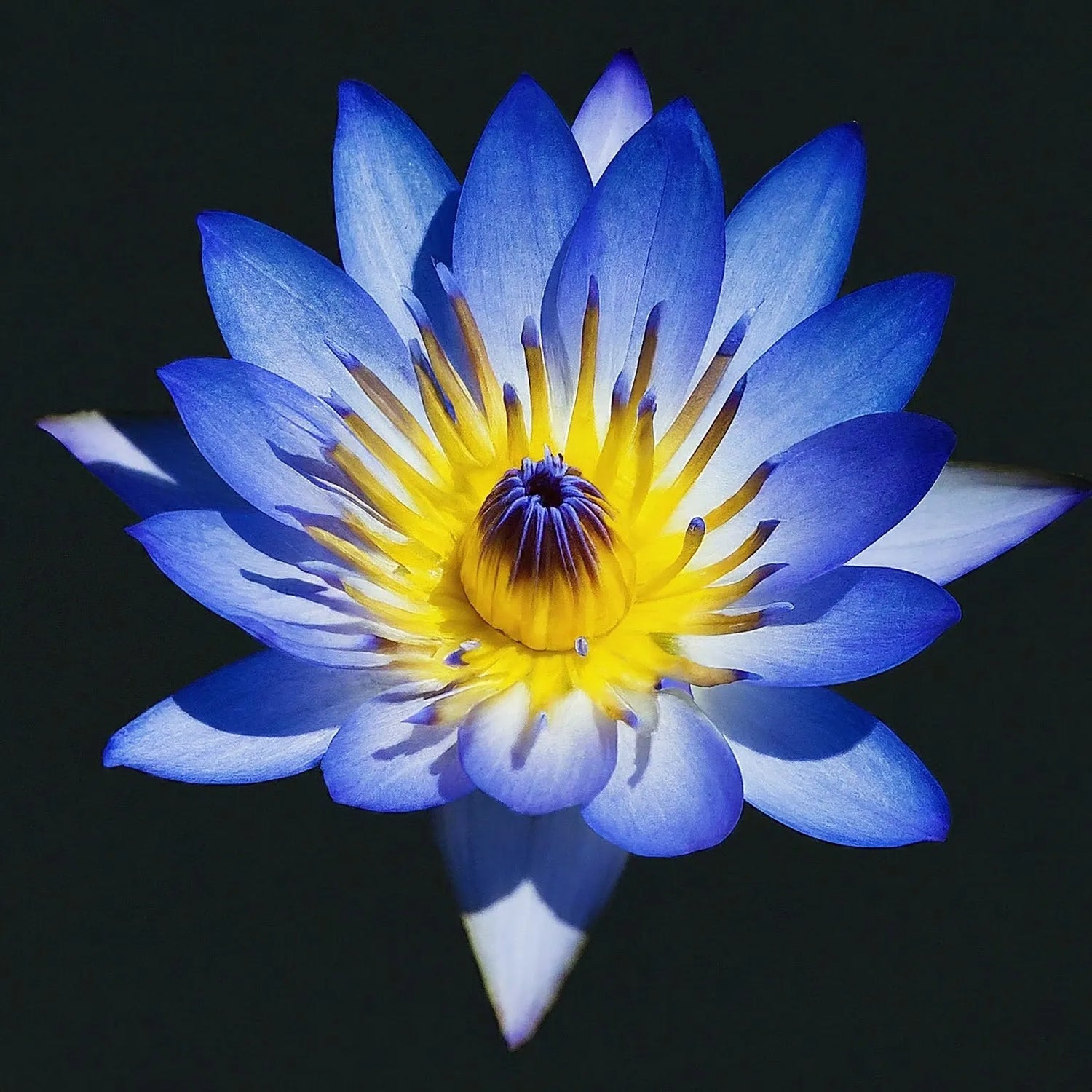 Blue Lotus